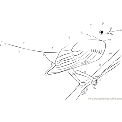 Awesome Mockingbird Dot to Dot Worksheet