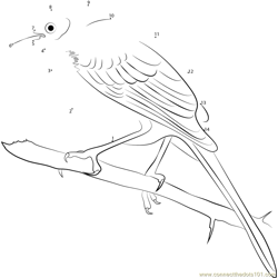 Long Tailed Mocking Bird Dot to Dot Worksheet