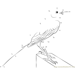 Mockingbird with Long Tail Dot to Dot Worksheet