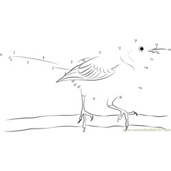 Northern Mockingbird Flying Slowly Around Dot to Dot Worksheet