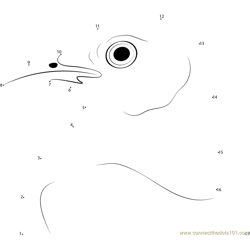 Wild Mockingbird Face Dot to Dot Worksheet