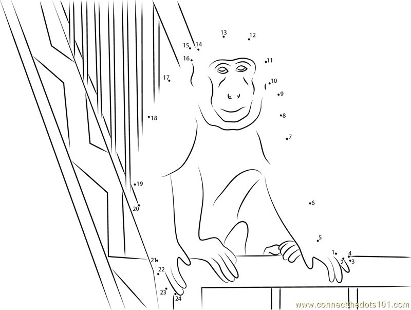 Monkey in Gallery