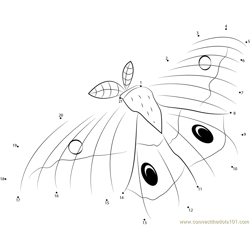 Emperor Gum Moth Dot to Dot Worksheet