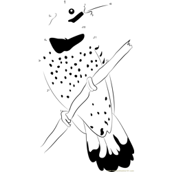 A Male Northern Flicker Dot to Dot Worksheet