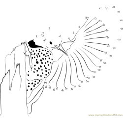 Common Flicker One Wing Fly Dot to Dot Worksheet