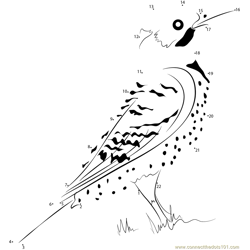 Northern Yellow Shafted Flicker Dot to Dot Worksheet