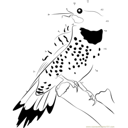 Red Shafted Northern Flicker Male Dot to Dot Worksheet