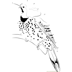 Red Shafted Northern Flicker Dot to Dot Worksheet