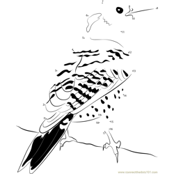 Yellow Shafted Northern Flicker Dot to Dot Worksheet