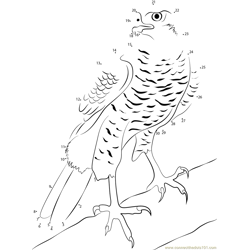 Northern Goshawk Male with Sparrowhawk Prey Dot to Dot Worksheet