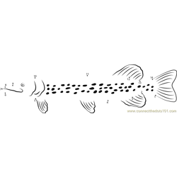 Spotted Northern pike Dot to Dot Worksheet