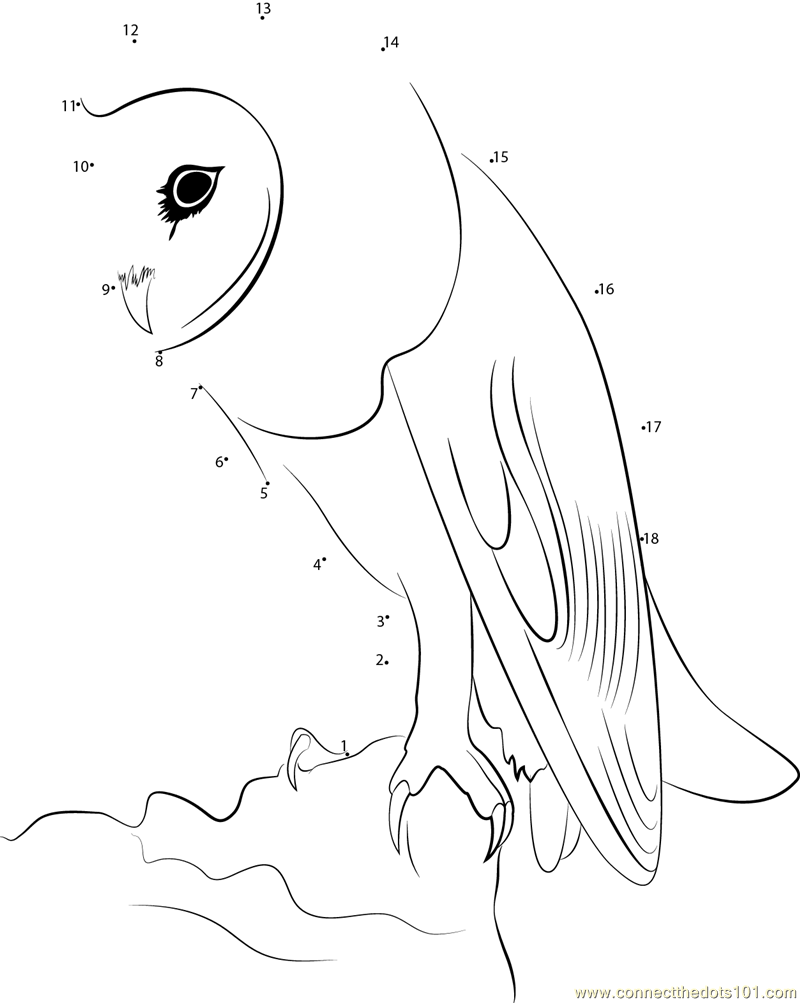 White Faced Owl