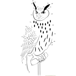 Long Eared Owl Dot to Dot Worksheet