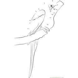Blue-and-Yellow Macaw Parrot Dot to Dot Worksheet