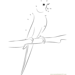 Indian Parrot Sitting On Tree Dot to Dot Worksheet