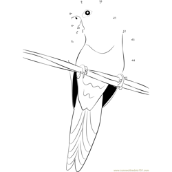 Young Parrot Dot to Dot Worksheet