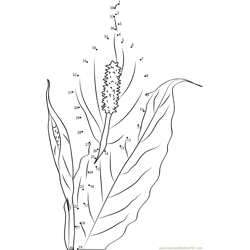 Peace Lily Dot to Dot Worksheet