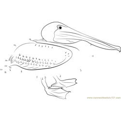 Eastern Brown Pelican Dot to Dot Worksheet