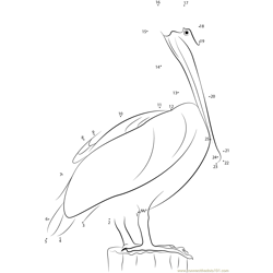 Non Breed Adult Pelican Dot to Dot Worksheet