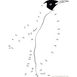 Lovely Penguin Dot to Dot Worksheet