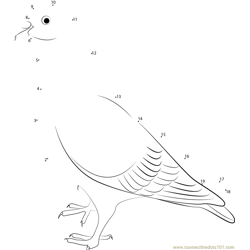 Arabian Trumpeter Pigeon Dot to Dot Worksheet