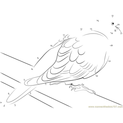 Crested Pigeon Dot to Dot Worksheet