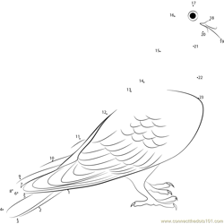 Nuremberg Lark Pigeon in South Germany Dot to Dot Worksheet
