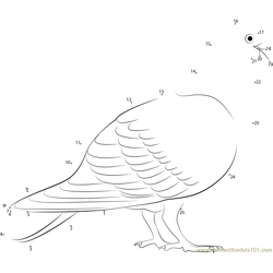Red Coloration Pigeon Dot to Dot Worksheet