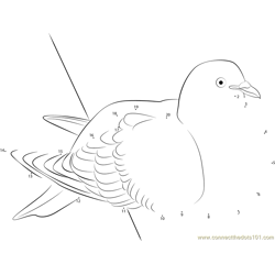 Resting Pigeon Dot to Dot Worksheet