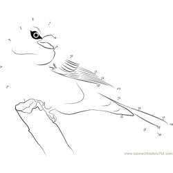 A Big Pine Grosbeak Bird Dot to Dot Worksheet