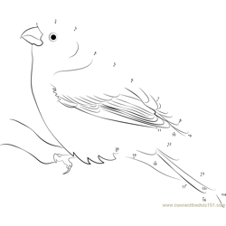 Wild Birds Pine Grosbeak Dot to Dot Worksheet