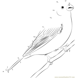Winter Finches Dot to Dot Worksheet