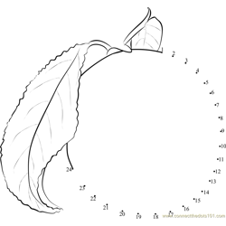 Plum with leaf Dot to Dot Worksheet