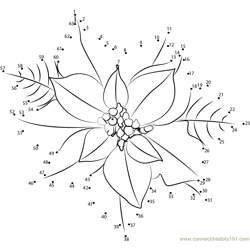 Poinsettia Flower Dot to Dot Worksheet