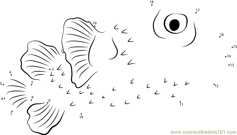 Sad Porcupinefish