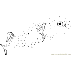 Porcupine pufferfish Dot to Dot Worksheet