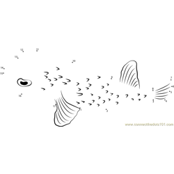Spiny Porcupine Fish Dot to Dot Worksheet