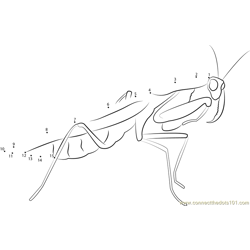 European Praying Mantis Female Dot to Dot Worksheet