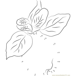Quince with Leaves Dot to Dot Worksheet