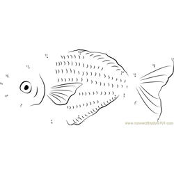Lake Kutubu Rainbowfish Dot to Dot Worksheet