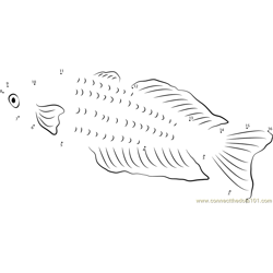 Parkinsons Rainbowfish Dot to Dot Worksheet