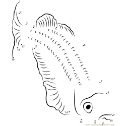 Threadfin Rainbowfish Dot to Dot Worksheet
