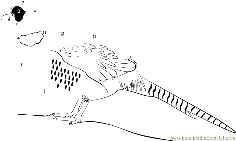 Chinese Ring-necked Pheasant