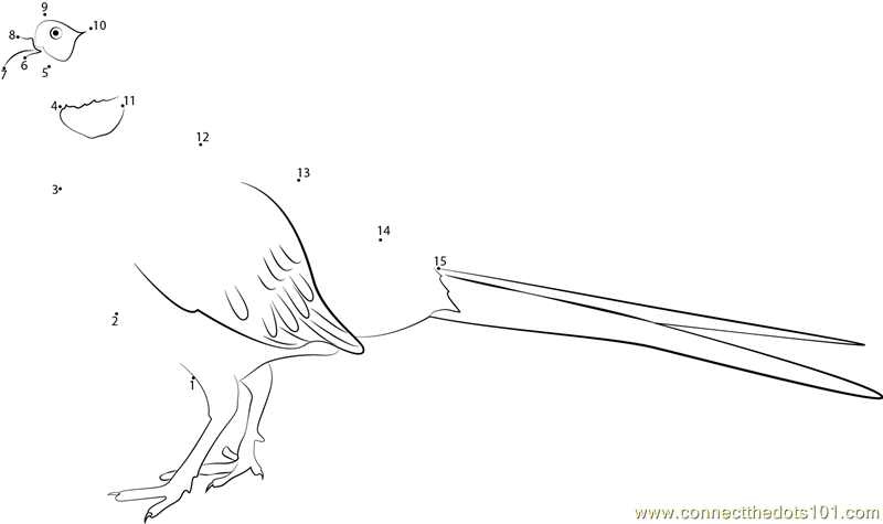 Extra Large Ring-necked Pheasants