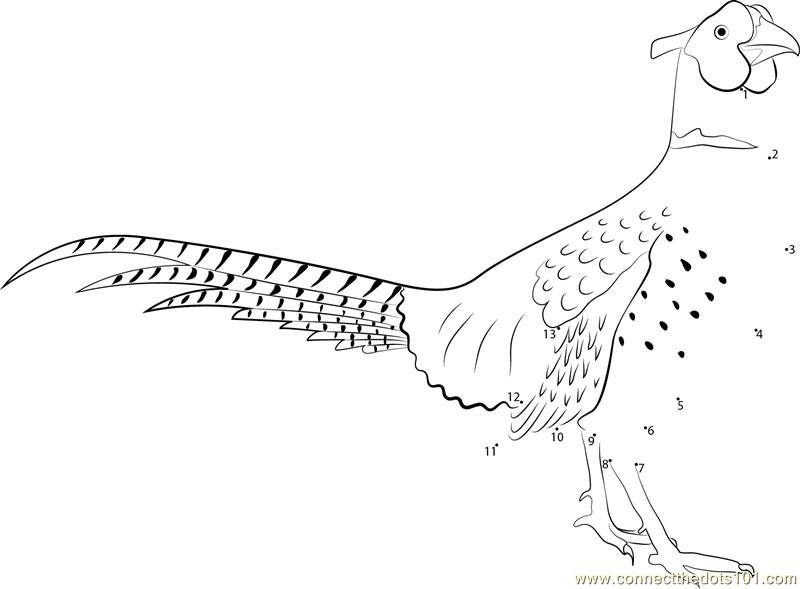 Ring-necked Pheasant Standing