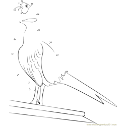 Amazing Ring-necked Pheasant Dot to Dot Worksheet