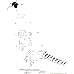 Common Pheasant Dot to Dot Worksheet