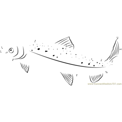 Coho Salmon Dot to Dot Worksheet
