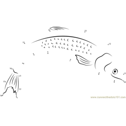 White Salmon fish Dot to Dot Worksheet