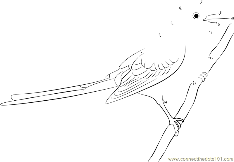 Black Scissor-Tailed Flycatcher